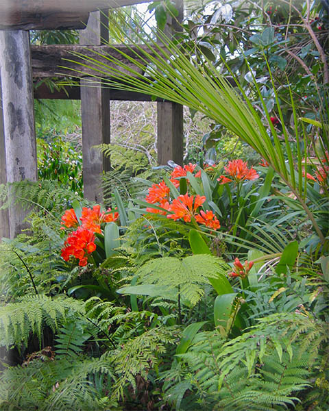Arapito Clivia